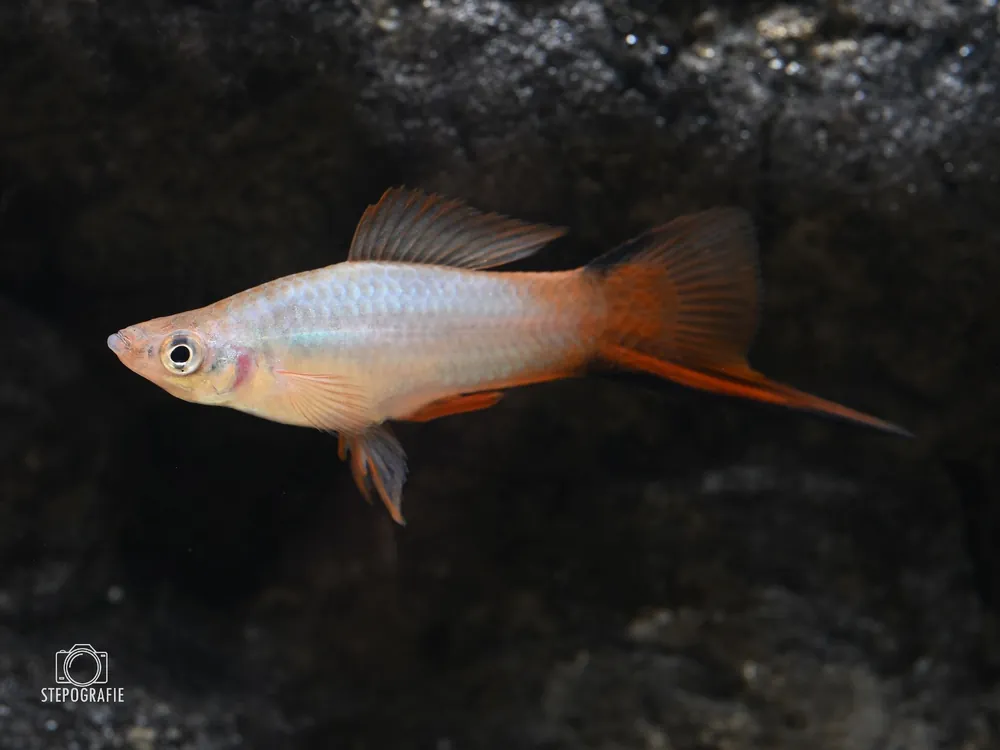 Online Kaufen Schwertträger Komet Grey (Xiphophorus helleri var.)